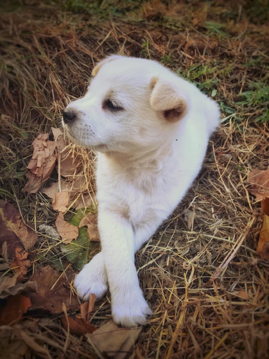 thuyshawn519839's tweet photo. Watched our rescue puppy go from a tiny trembling furball to zooming around the yard like he owns the place today — growth hits different ， https://t.co/NnN41Ddk6W