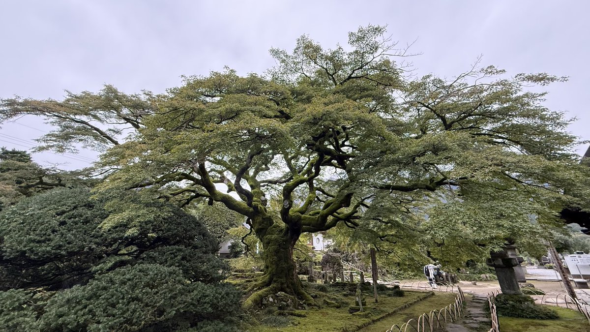 chichibu_info's tweet photo. 札所8番 清泰山 西善寺

樹齢約600年のこみねかえでと、きれいにお手入れされたお庭が素晴らしい👍 https://t.co/1o9hhS7e2g