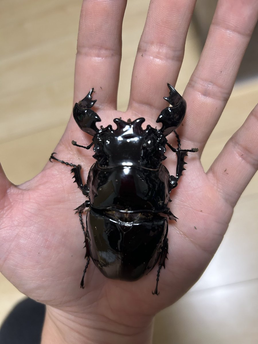 akairotakeo's tweet photo. 中々良いのでは？！
太系目指してるからサイズへの還元率悪いけどそれが好調な証か！
固まったら撮影しような https://t.co/Nb8aefkxy1