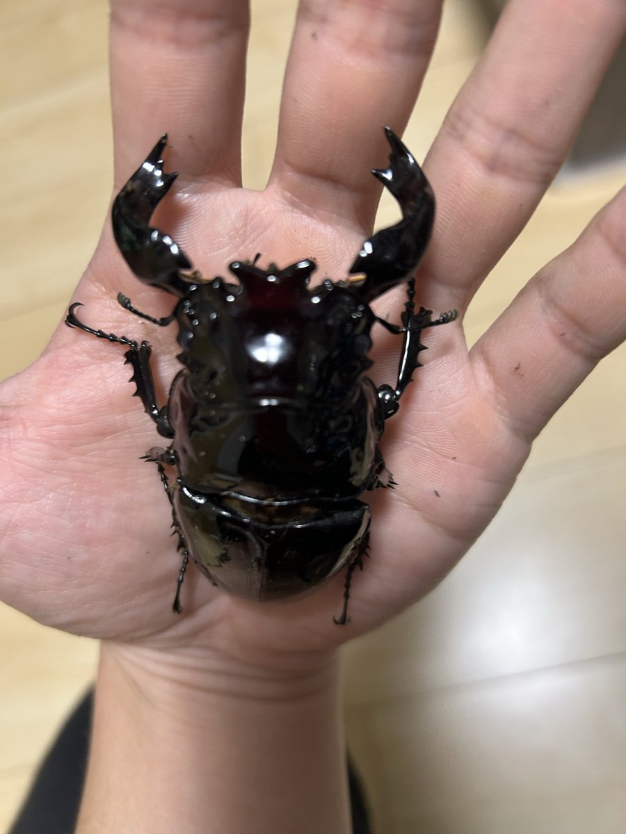 akairotakeo's tweet photo. 中々良いのでは？！
太系目指してるからサイズへの還元率悪いけどそれが好調な証か！
固まったら撮影しような https://t.co/Nb8aefkxy1