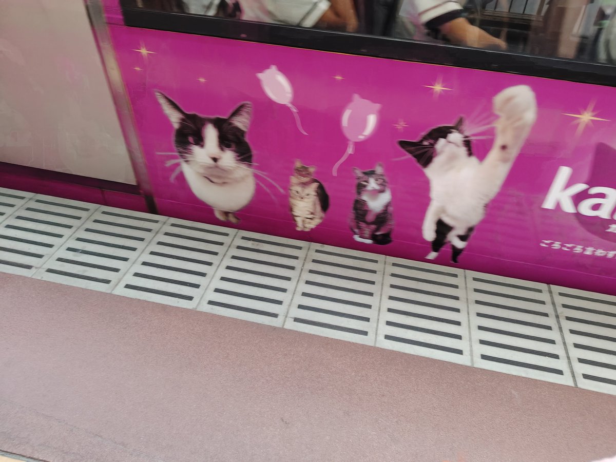 milkymintsheart's tweet photo. @hello_mocoron そして帰りもカルカン電車もこ🐈‍⬛🐈 https://t.co/80Zm9J3mGa