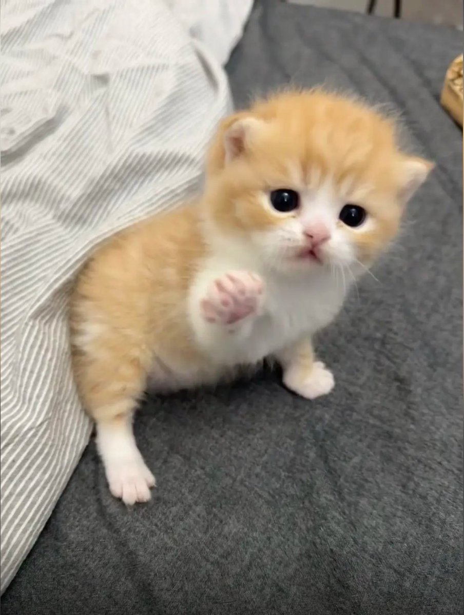 culKitten's tweet photo. https://t.co/1EKTr7Mu54