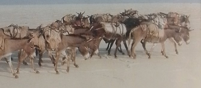 DanielOngeri4's tweet photo. DONKEYS.
WORTHY OF RESPECT.

Donkeys may be humble and hardworking, but they are far from worthless.

They carry heavy loads, endure difficult conditions, and faithfully serve people in many communities. Their strength, patience, and resilience deserve our appreciation.

Let us treat donkeys with kindness, provide them with proper food, water, shelter, and rest, and never subject them to unnecessary cruelty.

Every living creature deserves humane treatment. Respect the donkey, it carries more than a load; it carries a story of service and endurance.❤️