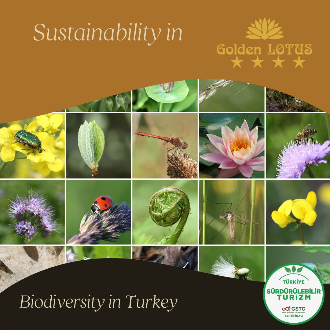 GoldenLotusOtel's tweet photo. Protecting the natural beauty of Türkiye. 🐢🌸 From the mountains to the sea, we are committed to preserving local wildlife and flora. We believe in tourism that respects and protects the incredible biodiversity of our region.

#GoldenLotusHotel #NatureProtection #EcoTourism https://t.co/jOVKj94hkf
