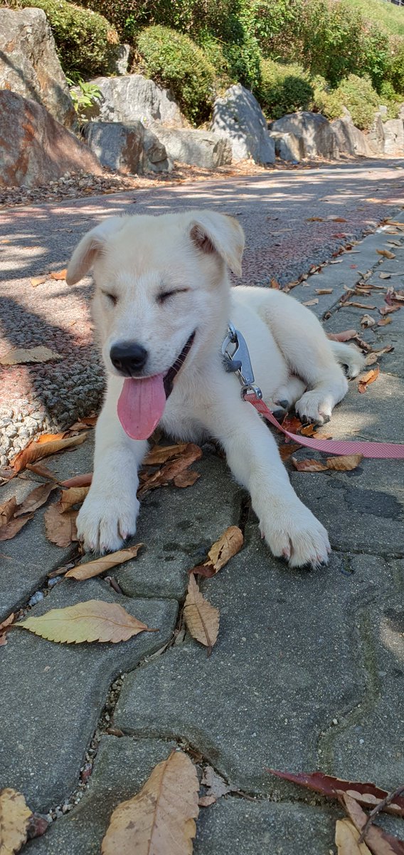 gokkaesong's tweet photo. 목줄에 거부감이 없길래 가까운 곳에 바람 쐬러 갔어요. 단 한 번도 짖지 않고 힘들고 더우면 배 깔고 쉬는 똘똘함까지! 산책 한 번도 안 해 본 �� 당연한 월령이기도 하고..왠지 그랬을 것 같아요 ㅋㅋ 막 당기고 앞서 나가지만 그래도 잘 따라왔어요. 정말 순하고 똑똑해요. 

#가족찾는고깨송 https://t.co/H5evNDsWwW