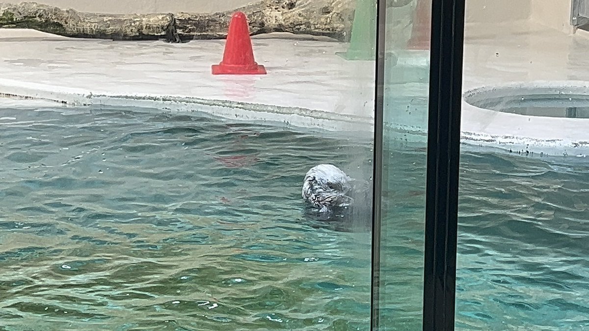 amaimono_117's tweet photo. @TOBA_AQUARIUM お大事に(𓈒ʚ̴̶̷̷̥ ⩊ ɞ̴̶̷𓈒) https://t.co/YX1H3EbMT6