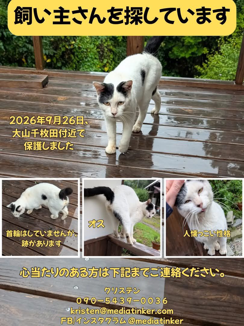 ayumi_hooptokyo's tweet photo. 【拡散希望】大雨による道路陥没・山崩れが報告されている千葉県鴨川市山間部にて、友人が迷い猫を保護しました。飼い主さんを探したく、どうか拡散にご協力ください🐈 https://t.co/EpQDgA8yPF
