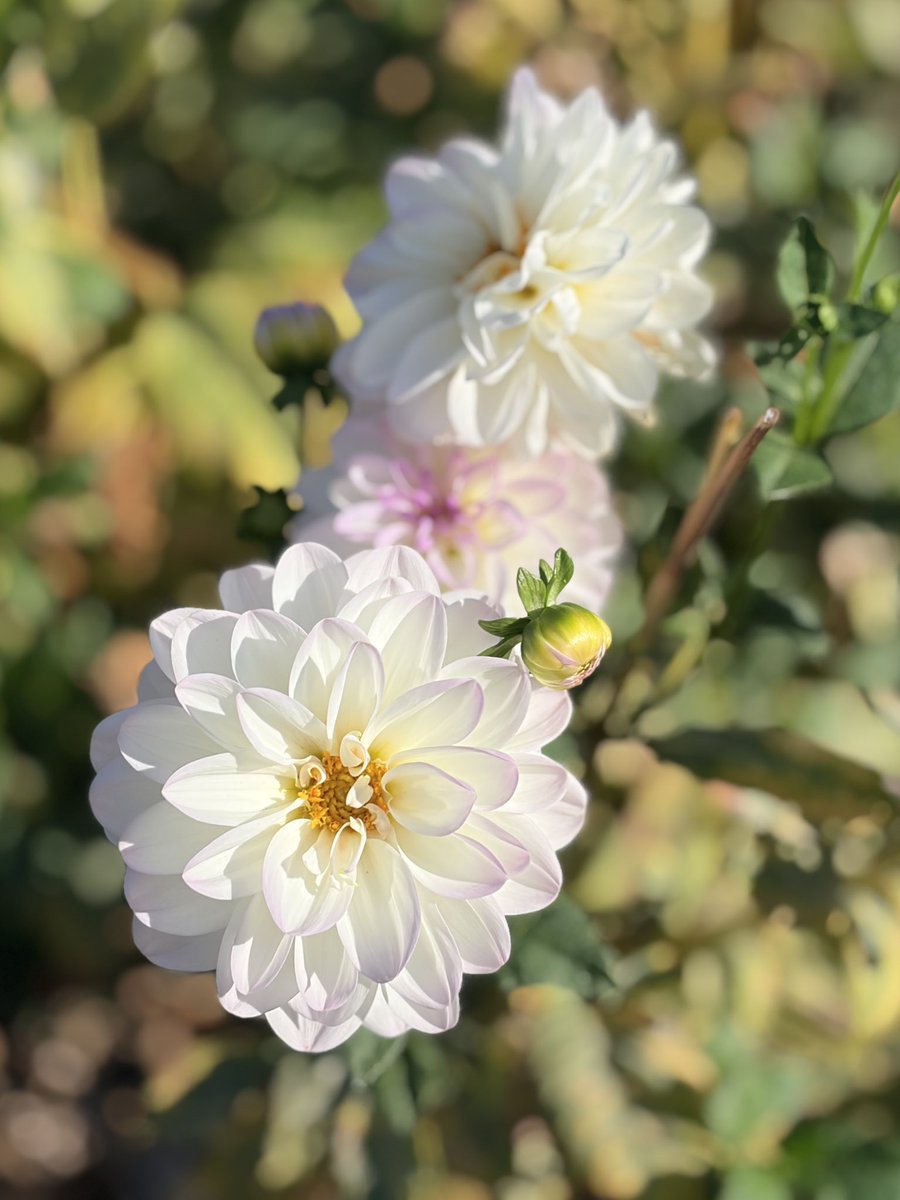 DawnArda's tweet photo. Learning to listen to our body and give it what itโs asking for โ whether thatโs rest, movement or nourishment โ is key to helping our bodies thrive. ๐ชท
~ Dawn Arda
#Mindfulness #Wellness #Nourishment https://t.co/IKJ5vm2GGy