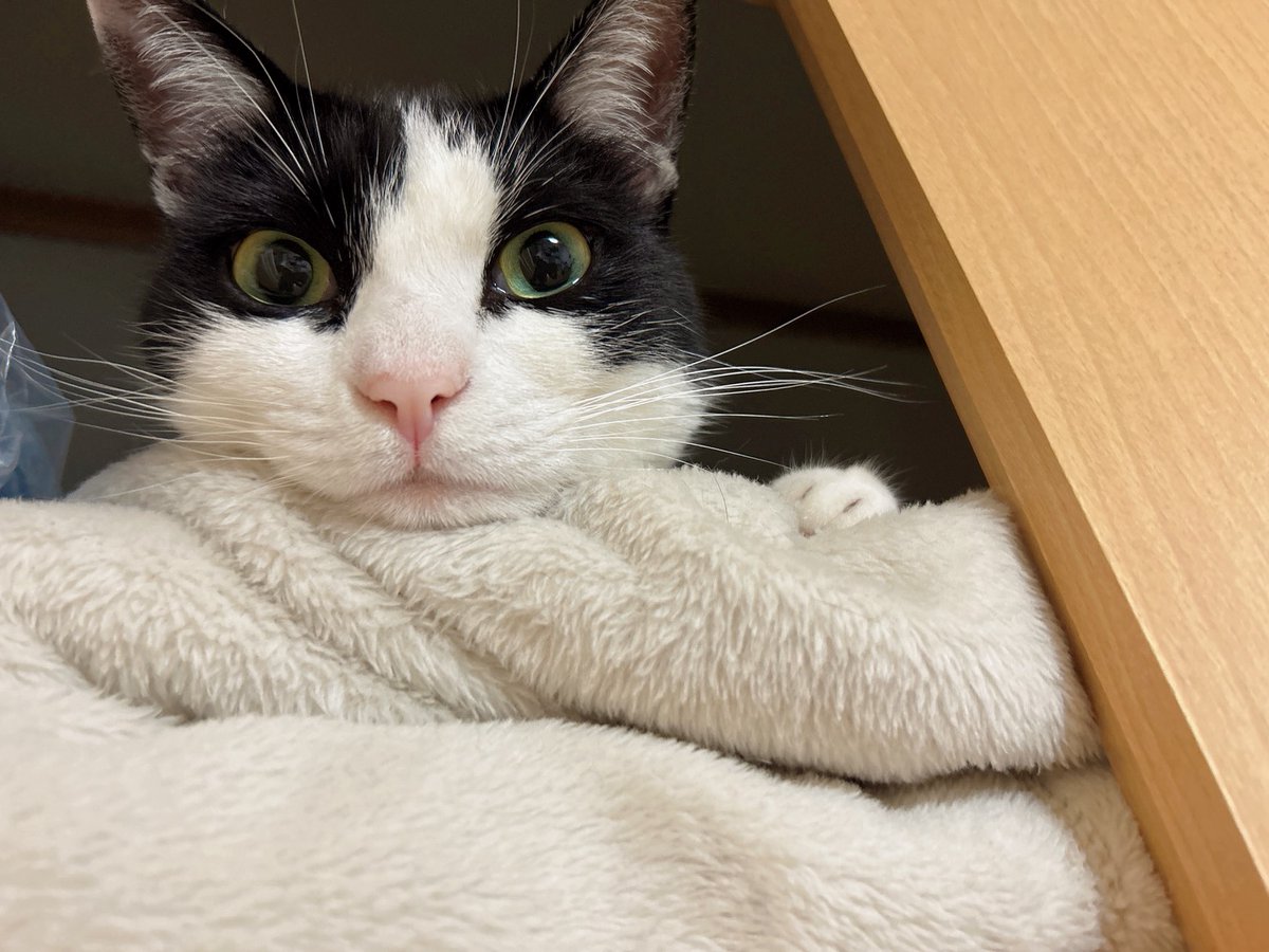 GajumaruStudio's tweet photo. うちの社長を紹介します🐱

がじゅねこ社長代理です✨
※本物の社長は不在のため、彼が代表を務めてます。

今日は社長の特等席で今後のスタジオについて考えてるようです…🐈

#猫
#猫がいる生活 
#猫社長 https://t.co/duaCpgFKPA