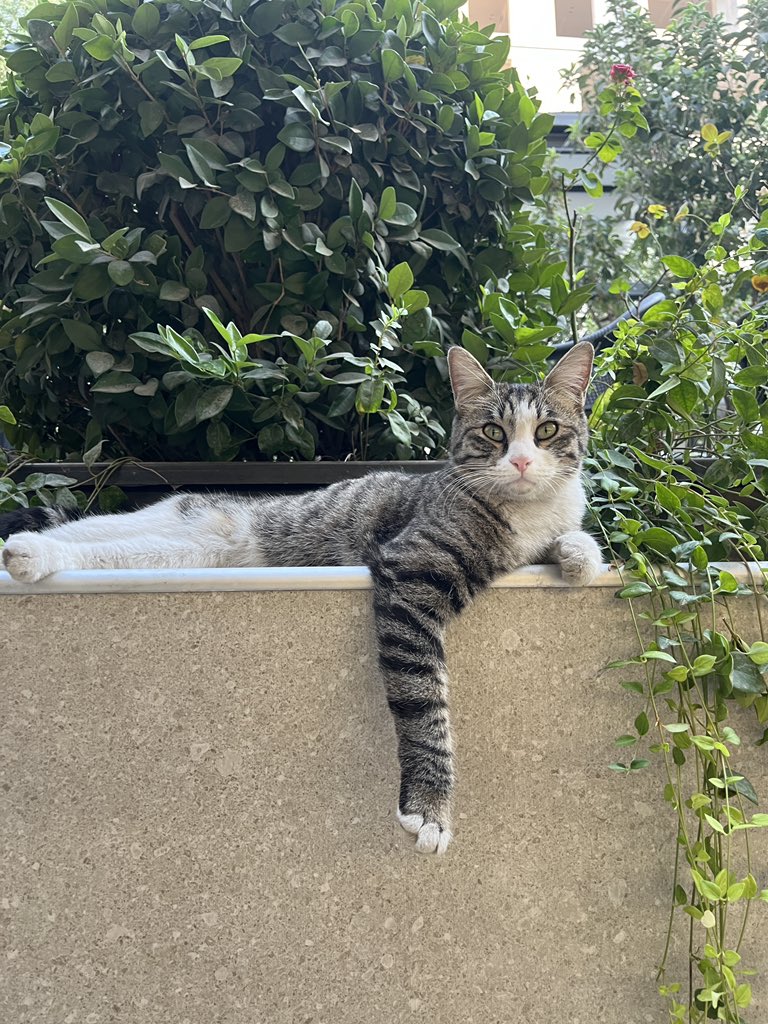 ppaariva's tweet photo. میوژ😻 https://t.co/IEuttAS2Ol