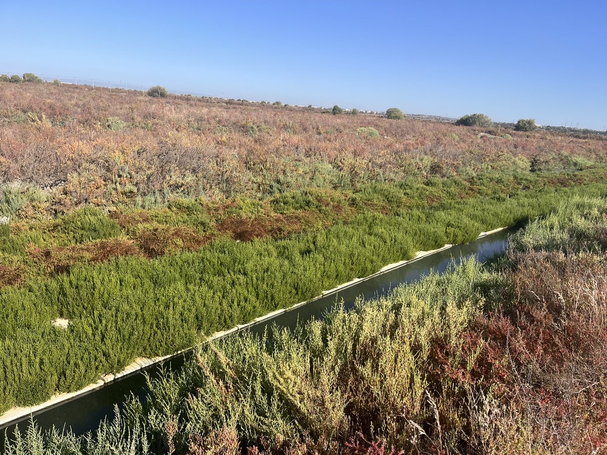 InnovacionIFAPA's tweet photo. ♻️ En acuicultura, los nutrientes no aprovechados pueden convertirse en un recurso. En @IfapaJunta El Toruño investigamos sistemas IMTA que integran peces y Salicornia para cerrar ciclos y avanzar hacia modelos productivos más circulares y sostenibles. 🌱🐟

#FEMPA #IMTA https://t.co/iuCKRSypUR