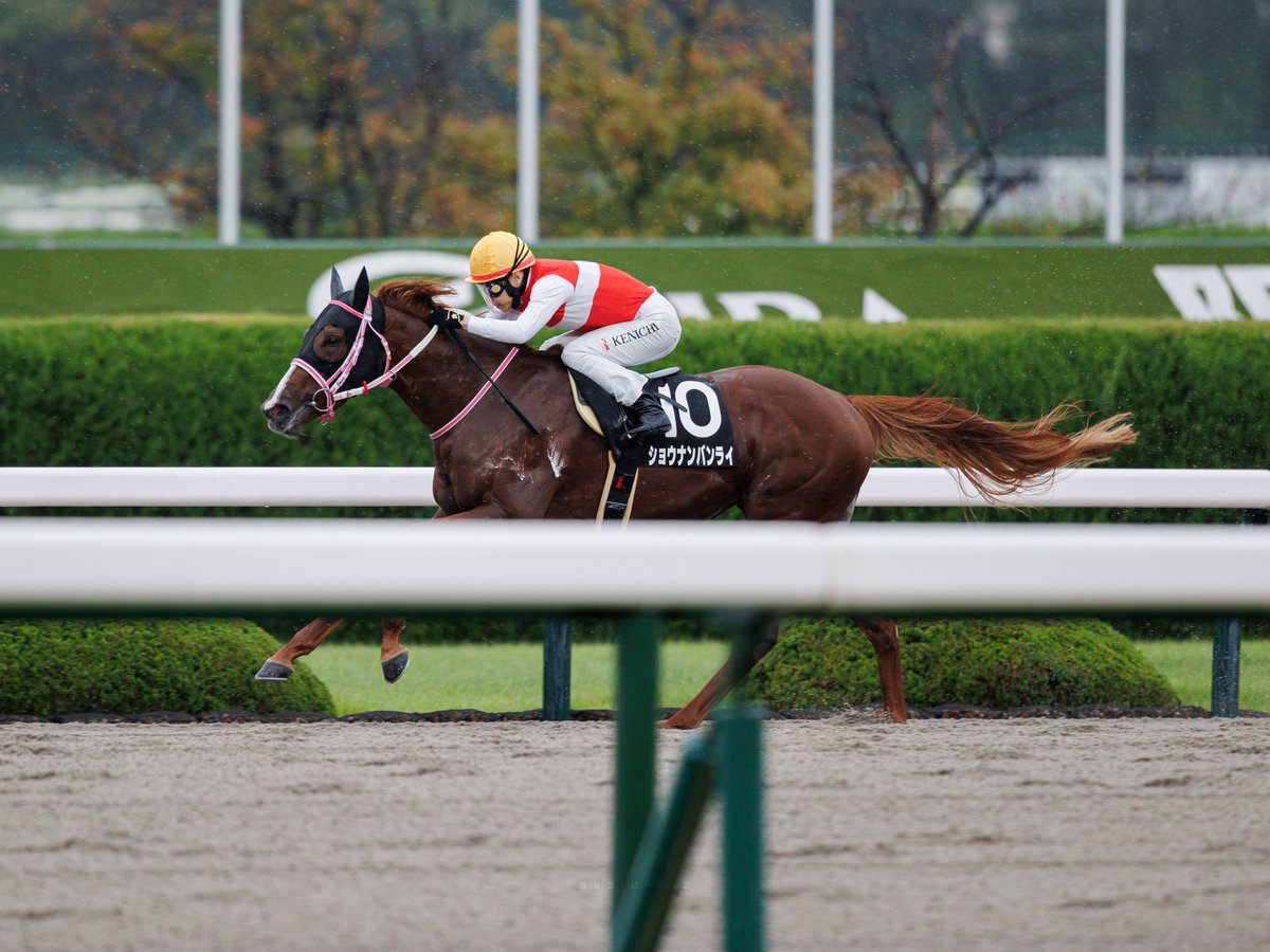 k3i0nc12's tweet photo. 2026/9/27 阪神競馬場 堺ステークス

#ショウナンバンライ
#松下武士 厩舎
#池添謙一 騎手 https://t.co/4ilfRpWWlb