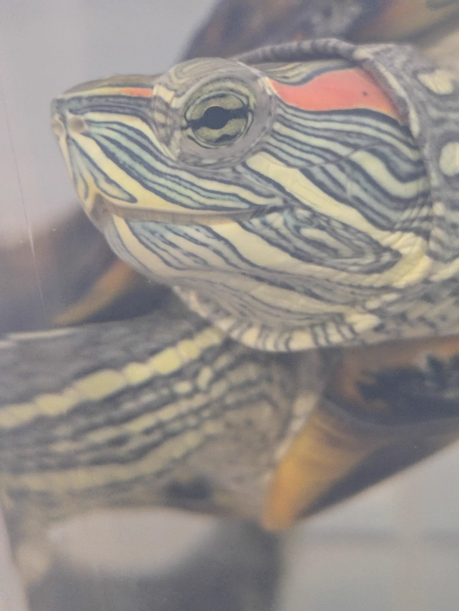 抹茶🍵＠手乗り亀のふぁど🐢 on X: 