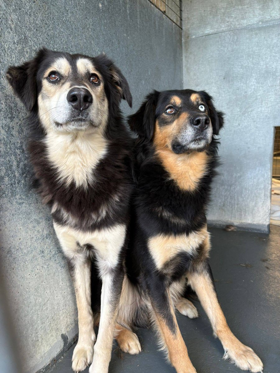 AdoptionsUk's tweet photo. Please retweet to help Moss and Cedar find a home together #SUSSEX #UK  Brothers, rescued from a hoarding situation 💔💔💔 Can our retweets, help keep them together ?
Details of apply below👇👇👇
https://t.co/QmkxbtfpGP

Breed - Collie cross

Gender - Male (neutered)

Date of Birth - February 2024

Can live with dogs? Yes

Can live with cats? Unable to test

Can live with children? Aged 14 years and above

Location - West Sussex

To register your interest, please complete our Pre-adoption form:

If you have already been homechecked, please contact Elaine directly on 07736 049390

Moss and Cedar are brothers and came to us from a hoarding situation where they were keep in poor conditions with minimal human contact.

​They’ve each come on a lot since arriving BUT there is still a very long way to go. In order for them to continue their journey we need to find them foster homes, ideally with view to forever. They really are lovely dogs

​2yrs old

Male mixed breed

Need another reasonable size dog, ideally female, to give confidence ideally

Need a rural home - no cities or towns!

Ideally need a home with a very large garden

Need someone who has time, patience and is prepared to really work with them and take on a massive challenge

Please share wherever you are to help keep Moss and Cedar together 🐶🐶

Can you also share on facebook if you use it please? 
https://t.co/pwExjz7K9v

#dogs #Collies #Adoptdontshop @KatieAmess @liamgallagher @rickygervais