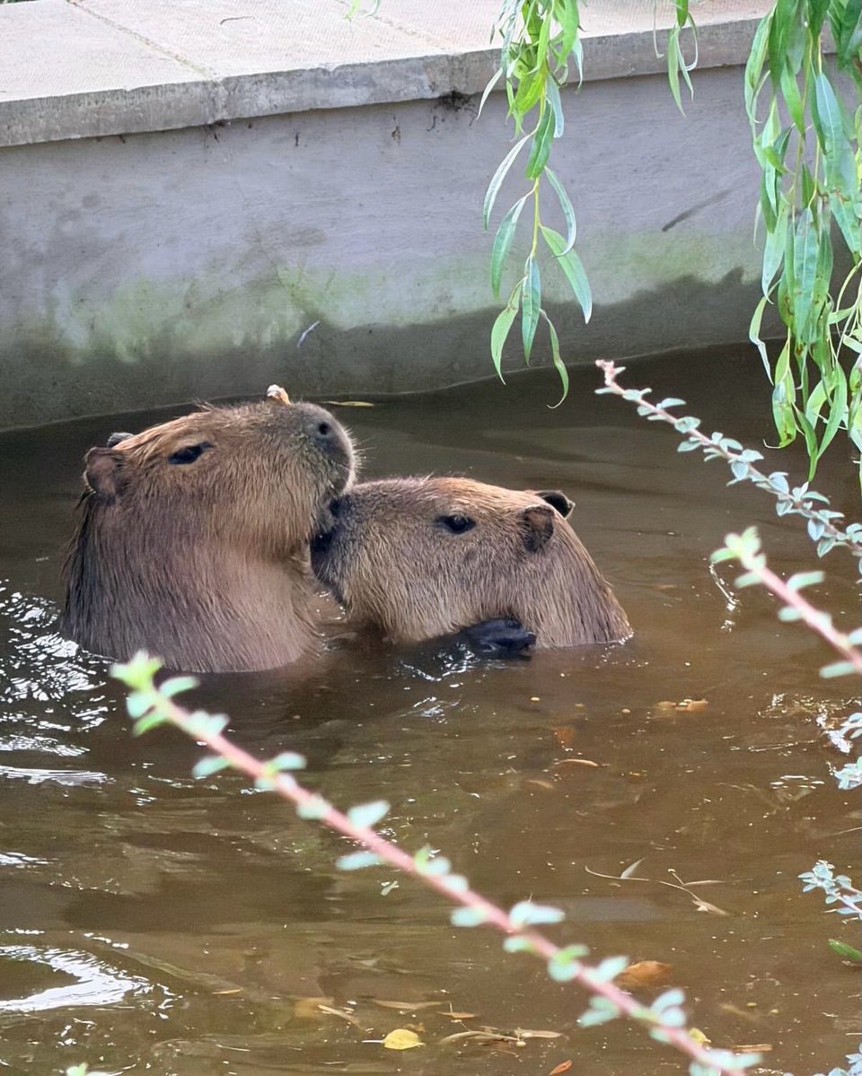 fjrwo's tweet photo. kalah sama capybara di edinburgh zoo😔😭 https://t.co/jmhjXxonqn