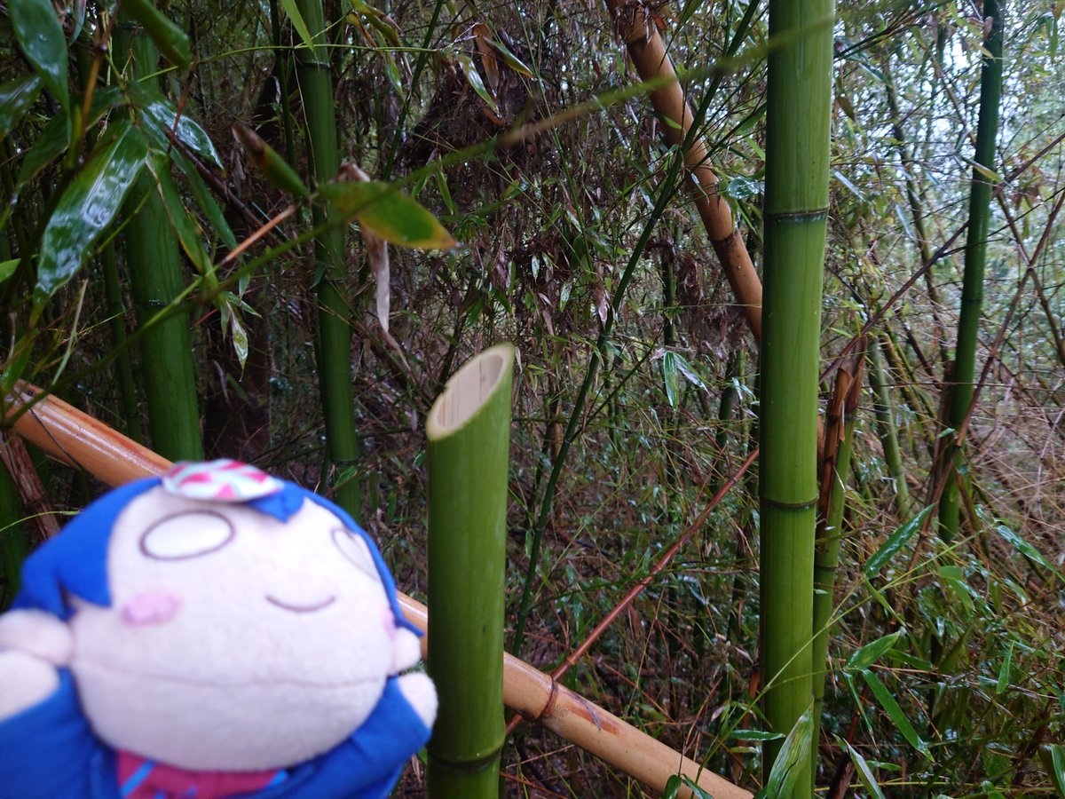 umc0315's tweet photo. 蚊のいない場所で改めて竹試斬稽古な(꒪ᴗ꒪)
斬り損じもなく気持ちよく斬れてご満悦な(꒪ᴗ꒪) https://t.co/MfTNrmRtzV