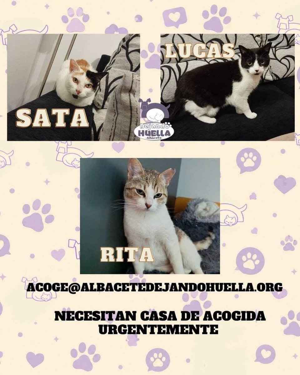 DejandoHuellaAB's tweet photo. 🚨 ¡NECESITAMOS ACOGIDA URGENTE! 🚨

Rita, Sata y Lucas necesitan encontrar cuanto antes  acogida o adopción.

Y pedimos de corazón que Sata y Lucas no tengan que separarse ❤️

#albacete https://t.co/8Dm0gaOr5i