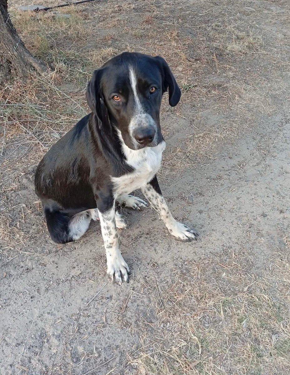 J_Zaragoza_'s tweet photo. Se llama Hiro
De tamaño mediano grande
Es muy bueno y precioso
Una familia lo ha ayudado pero no se pueden quedar con
él
Está buscando familia definitiva
Tiene muy buen carácter y es muy cariñoso
Pueblo de Huelva
Puede viajar
Envía WhatsApp a
665792043
#AdoptaNoCompres 
722134197 https://t.co/znfjYNuTfL