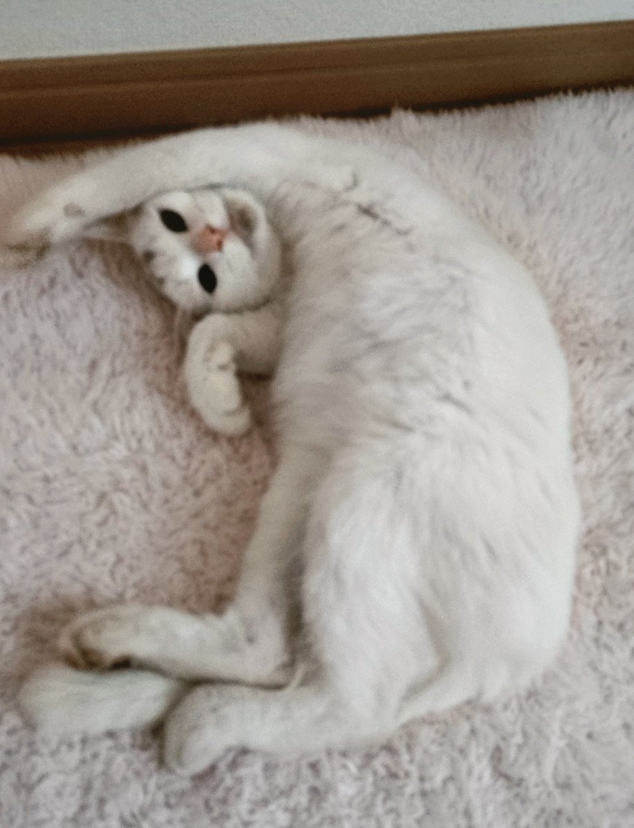 1n_Dying_Days's tweet photo. もりもりご飯を食べてくつろぎ中🐱 https://t.co/5XENFiC5MO