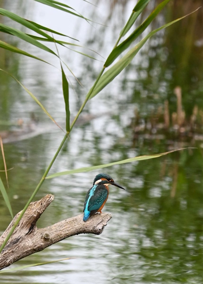 korte_rita's tweet photo. What a beauty!
#birds #kingfischer https://t.co/4lL4T9KgyW