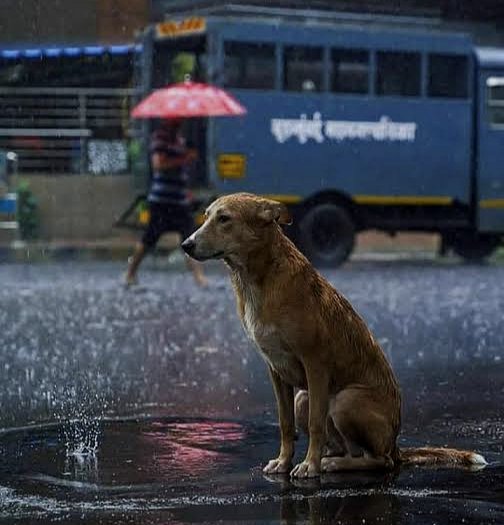 WalkingCoin_'s tweet photo. They can’t ask for help, but we can give them hope 🐾❤️

We are building a dedicated shelter to feed, treat, and protect stray dogs in Hyderabad.  

📊 Status: ₹22,320 raised of our ₹4L goal

🤝 50% self-funded — we just need your support for the rest!  

If you have a heart for animals, please consider making a donation today. Every rupee directly changes a life.

💛 Donate via UPI: roshini.rooba@ybl  

RT to help us reach more kind hearts! 🔁