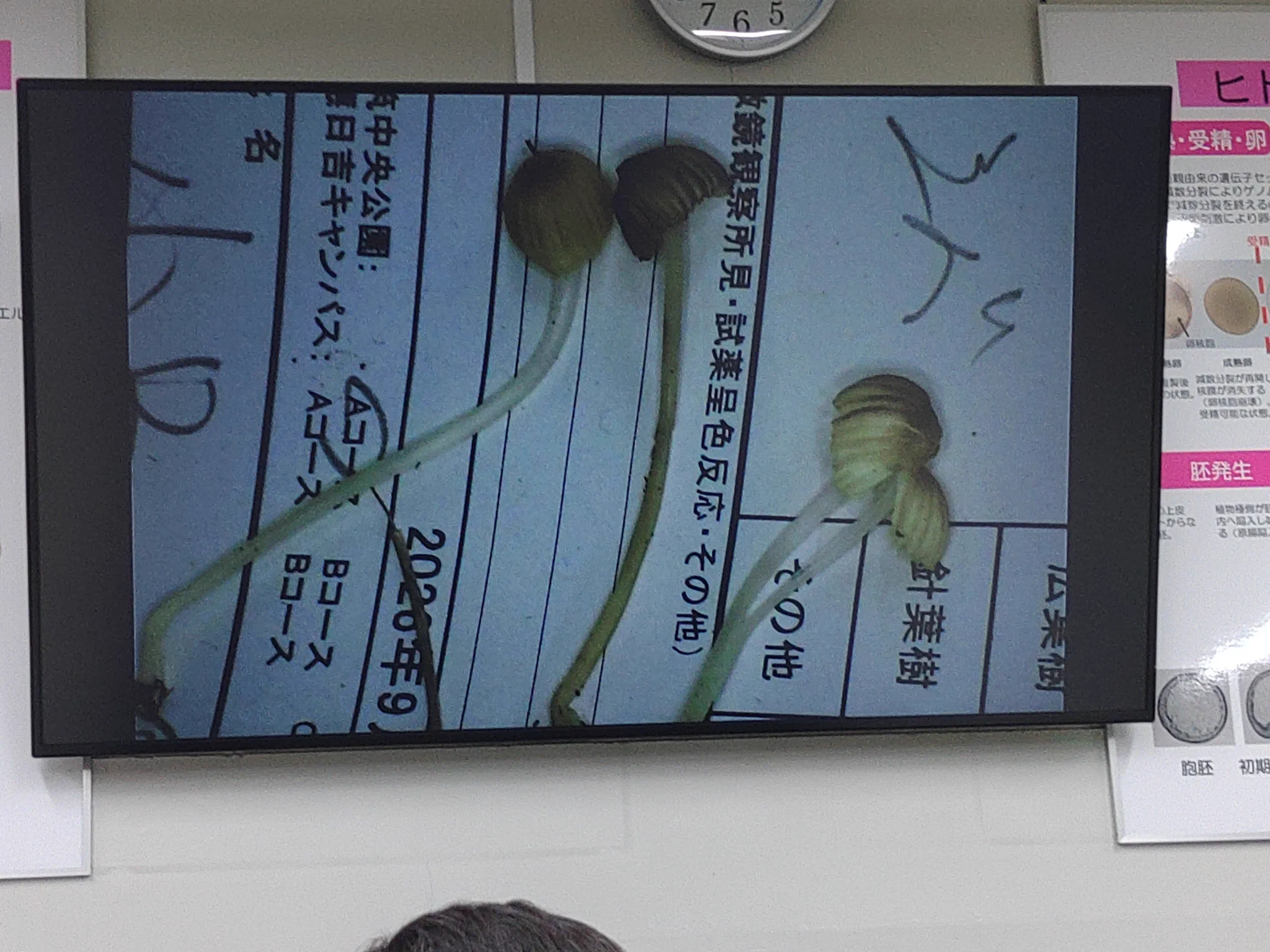 日本菌学会 (@Mycology_Japan) / X
