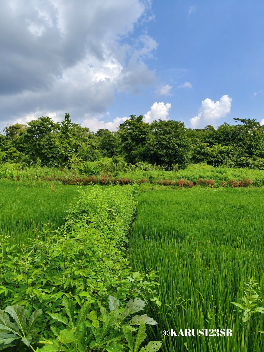 Karus123SB's tweet photo. A little sky, a little earth, and a whole lot of calm..💙🌿

Here is mine...📸💚 https://t.co/1ddzXbbgYV