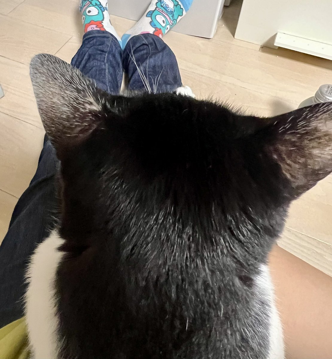 SoedaCats's tweet photo. にゅうの後頭部可愛いね〜 https://t.co/Kt2ceqCI1G