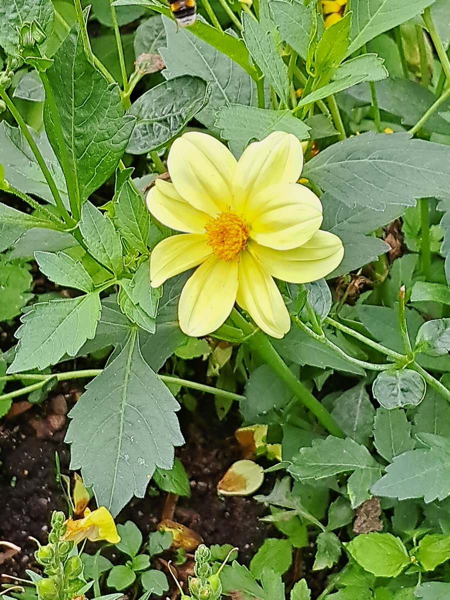 ChristianHbc3qP's tweet photo. Schönen Sonntag wünsche ich euch ☀️ 
#SundayYellow https://t.co/nbnroY1F22