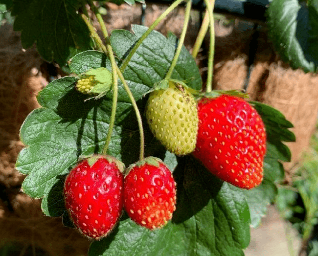 gradythanh76293's tweet photo. Got our garden harvest overflowing! Left a basket of fresh tomatoes u0026 zucchinis on the neighbor’s porch with a ‘Help yourself!’ note. Nothing beats small, sweet neighborhood vibes https://t.co/R7sOlUUM3P