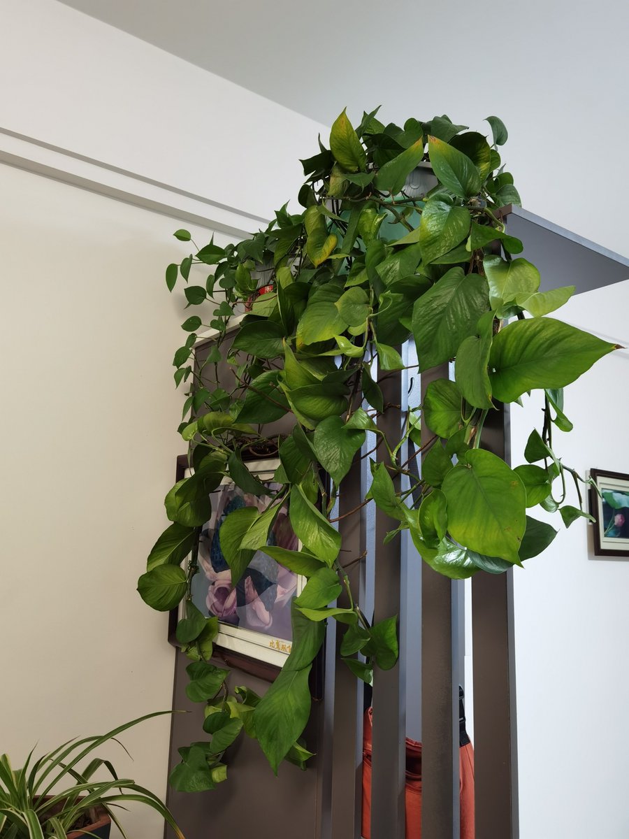 bradjose289309's tweet photo. Just finished my first macramé plant hanger!  Tied 30 knots and now my pothos has the perfect cozy spot on the balcony. Who else loves slow, tactile crafts https://t.co/77d8Q2LyzH