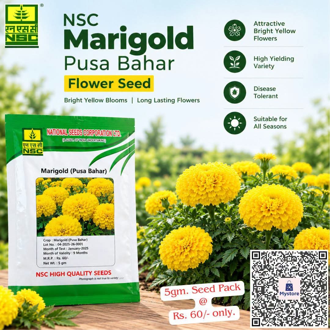 NSCLIMITED's tweet photo. 🪔त्योहारों और पूजा के लिए उगाएँ सुंदर गेंदे के फूल🌼

NSC स्टोर से 'पूसा बहार' गेंदे के 5 ग्राम बीज ऑनलाइन ऑर्डर करें👉https://t.co/mae88ESCNT मात्र ₹60/- में और अपने घर और बगीचे को प्राकृतिक फूलों से सजाएँ!

🎉FREE Shipping!✨
#MarigoldPusaBahar #FestiveBlooms #HomeGardening https://t.co/GXFnchaark