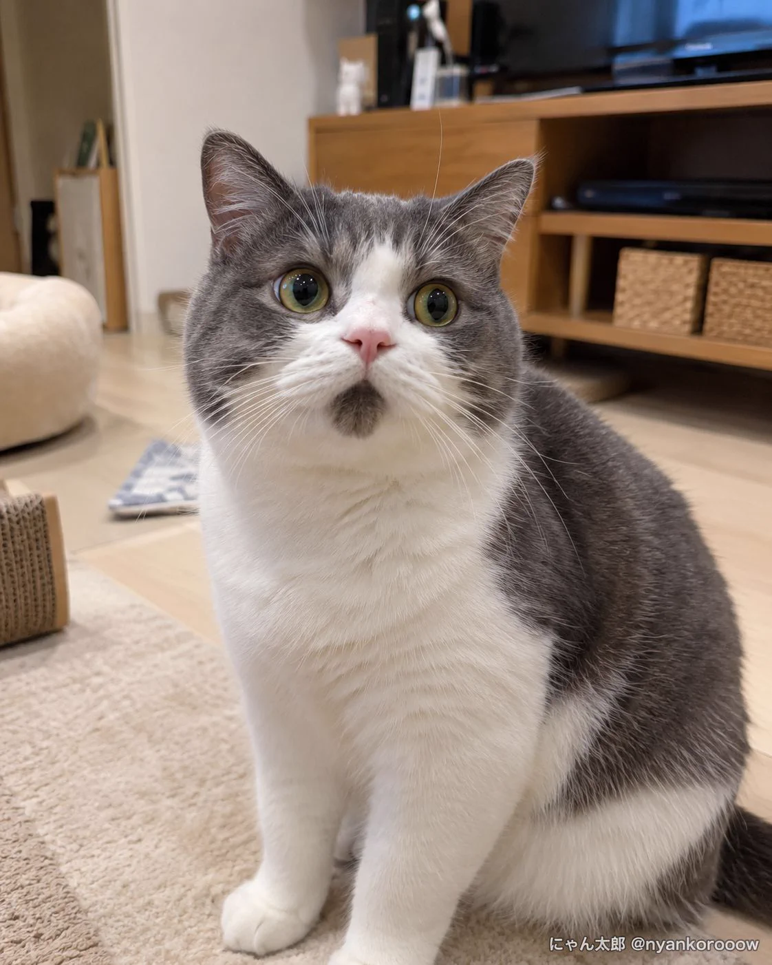 にゃん太郎｜猫画像｜Funny Cats on X: 
