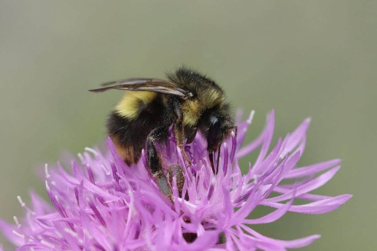 TheHolyHabibee's tweet photo. Bee of the day #337 is another bumble bee species from Canada, Bombus Sitkensis, the Sitka bumblebee, ("Sitka" being a smallish city in SE Alaska, the former capital city of Russian-ruled Alaska)
I've posted about lots of different Bombus species, for there are many (just do a search). What makes this one so special? No idea.

She has an extensive mass of black hairs on the thorax, but otherwise follows the standard bumble bee lifecycle: queen emerges in spring, builds a nest, lays first batch of worker brood, cares for said brood, when brood is fully developed, retires to egg laying duties until the final batch of reproductive males and females are laid and the nest naturally dies down in Autumn-ish...

(There's got a to be a more "digestible" way of summarising the bumble bee colony lifecycle)

There is an exception for B. stikensis' queen though: she can be active from the end of January to the start of December, a very long flight period that avoids the coldest parts of winter ("Winter's Heart" for my Wheel of Time fans). This is fair enough, as bumble bees are much chunkier & can better withstand lower temperatures, compared to say, Honey bees

📷Kurt Geeraerts, British Columbia