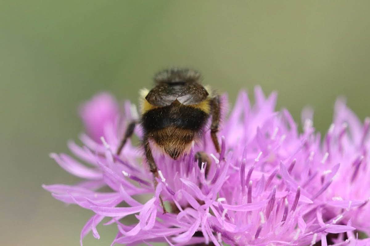 TheHolyHabibee's tweet photo. Bee of the day #337 is another bumble bee species from Canada, Bombus Sitkensis, the Sitka bumblebee, ("Sitka" being a smallish city in SE Alaska, the former capital city of Russian-ruled Alaska)
I've posted about lots of different Bombus species, for there are many (just do a search). What makes this one so special? No idea.

She has an extensive mass of black hairs on the thorax, but otherwise follows the standard bumble bee lifecycle: queen emerges in spring, builds a nest, lays first batch of worker brood, cares for said brood, when brood is fully developed, retires to egg laying duties until the final batch of reproductive males and females are laid and the nest naturally dies down in Autumn-ish...

(There's got a to be a more "digestible" way of summarising the bumble bee colony lifecycle)

There is an exception for B. stikensis' queen though: she can be active from the end of January to the start of December, a very long flight period that avoids the coldest parts of winter ("Winter's Heart" for my Wheel of Time fans). This is fair enough, as bumble bees are much chunkier & can better withstand lower temperatures, compared to say, Honey bees

📷Kurt Geeraerts, British Columbia