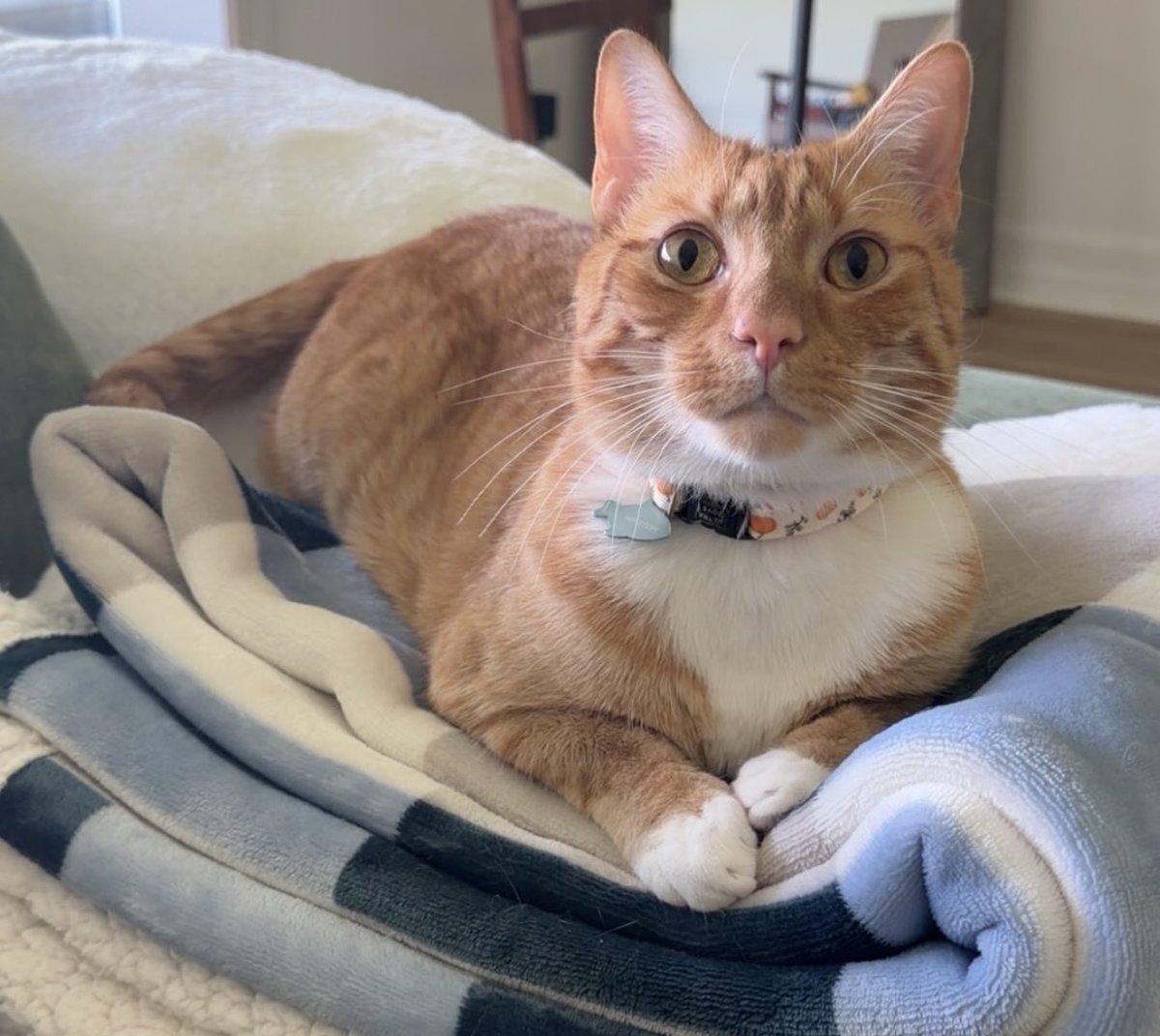kumee's tweet photo. WINSTON SAYS GOOD MORNING SAY IT BACK https://t.co/ys8YHI3yre