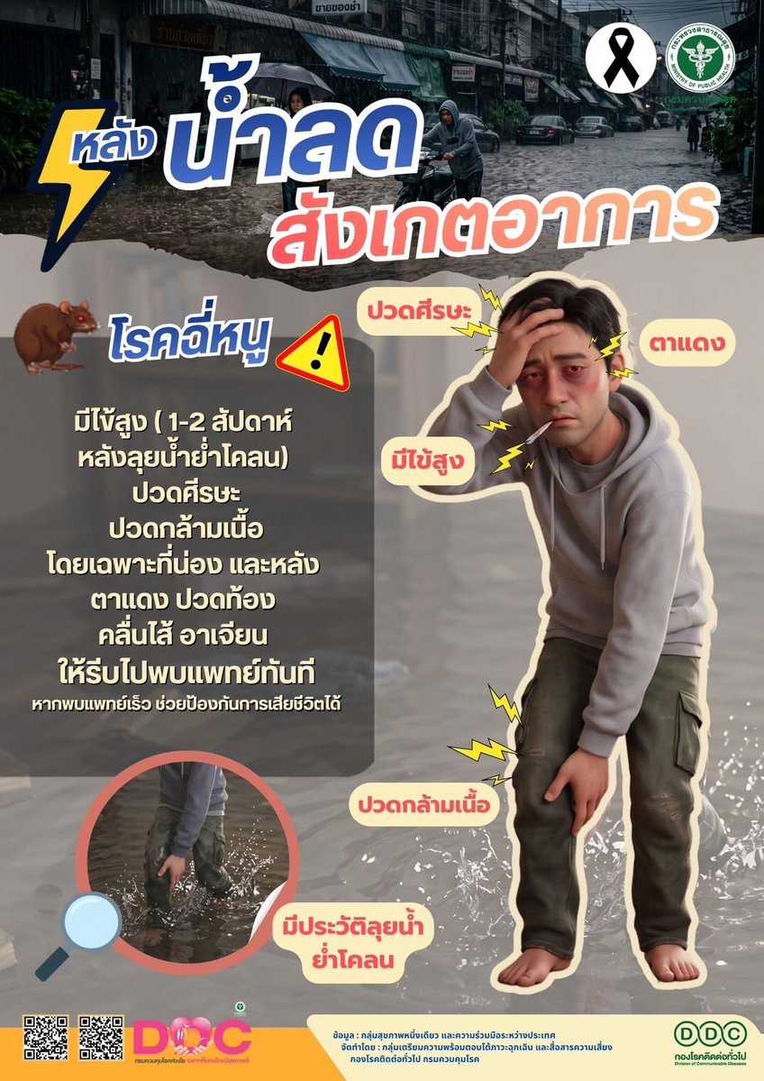ddc_riskcom's tweet photo. ฝนตก 🌧 น้ำขัง 💦 ระวัง 🐁🐀 ไข้ฉี่หนู (เลปโตสไปโรสิส )
#ไข้ฉี่หนู 

ที่มาข้อมูล : กองโรคติดต่อทั่วไป กรมควบคุมโรค
------------------------------
⏬สามารถติดตามข่าวสารโรคและภัยสุขภาพอีกช่องทางหนึ่งทาง 
https://t.co/YC6weInuqC
#กรมควบคุมโรคห่วงใยอยากเห็นคนไทยมีสุขภาพดี💖 https://t.co/pnEMsyabgr