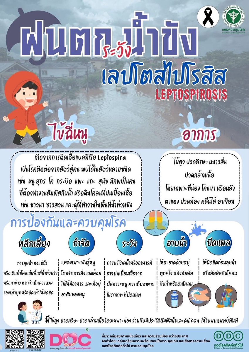 ddc_riskcom's tweet photo. ฝนตก 🌧 น้ำขัง 💦 ระวัง 🐁🐀 ไข้ฉี่หนู (เลปโตสไปโรสิส )
#ไข้ฉี่หนู 

ที่มาข้อมูล : กองโรคติดต่อทั่วไป กรมควบคุมโรค
------------------------------
⏬สามารถติดตามข่าวสารโรคและภัยสุขภาพอีกช่องทางหนึ่งทาง 
https://t.co/YC6weInuqC
#กรมควบคุมโรคห่วงใยอยากเห็นคนไทยมีสุขภาพดี💖 https://t.co/pnEMsyabgr