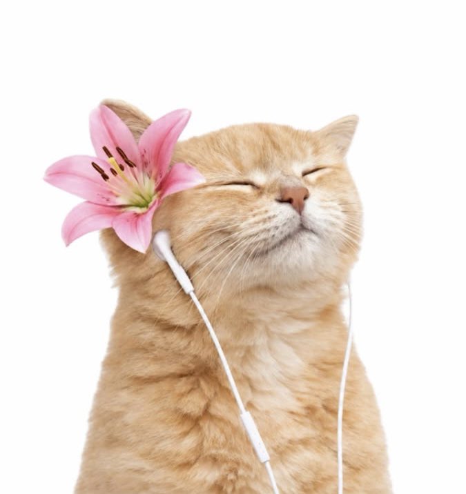 Junuryxx's tweet photo. meow. https://t.co/WqDK8CF4Z4