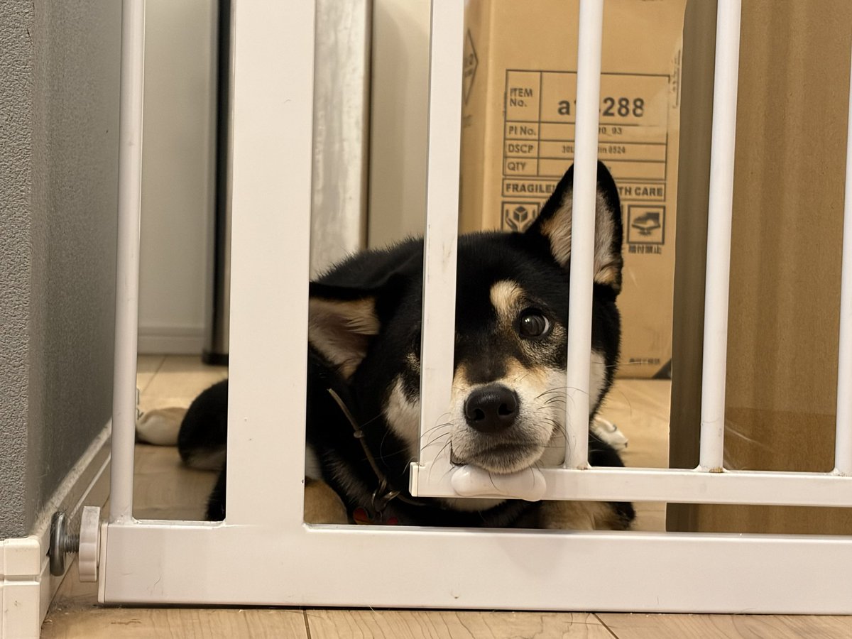 oku3chapi's tweet photo. 囚われの王子様です。
でっけえケージ買いました。
今さら。さぁどうだろ…
#柴犬 https://t.co/BUkLvnoEww
