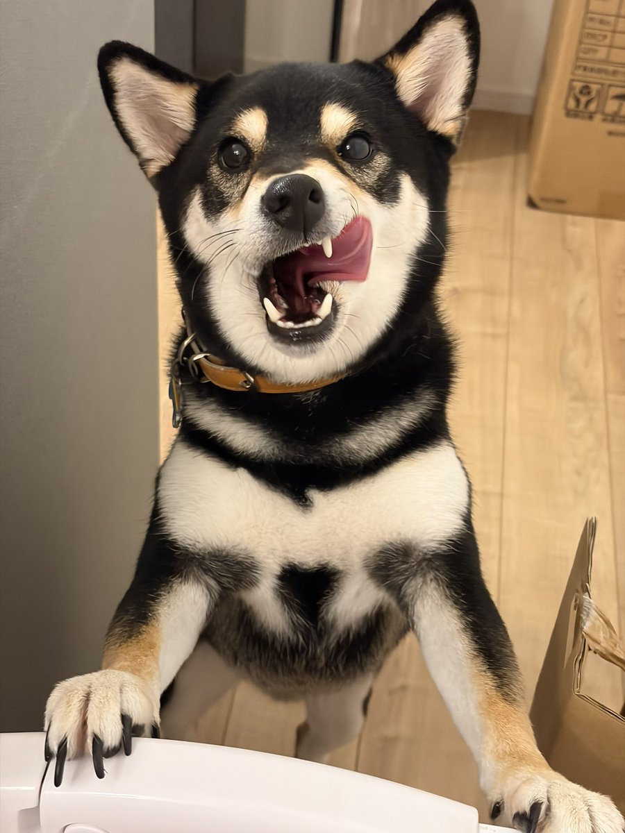 oku3chapi's tweet photo. 囚われの王子様です。
でっけえケージ買いました。
今さら。さぁどうだろ…
#柴犬 https://t.co/BUkLvnoEww