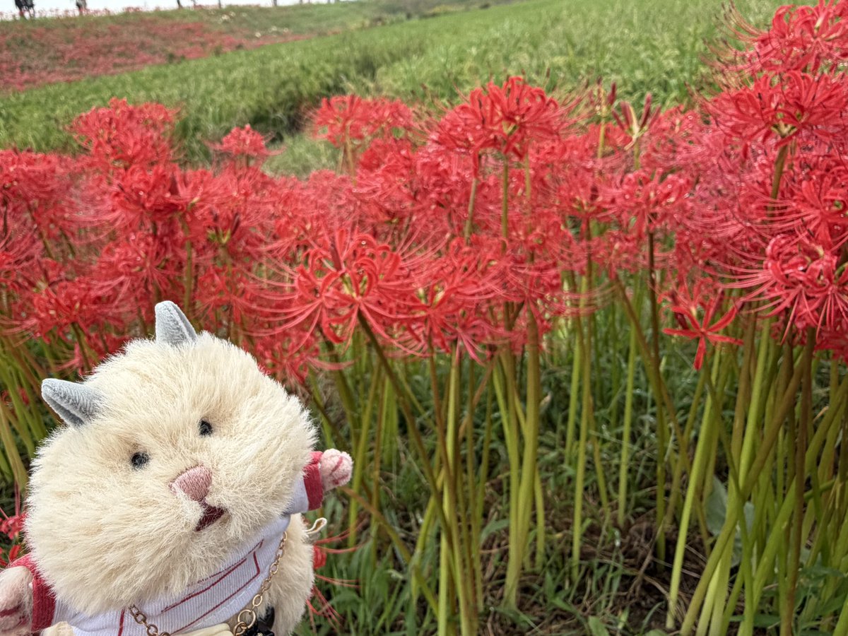 razodgtcmp's tweet photo. 🐹『ｱｷ、ﾀﾞﾈｯ』 https://t.co/yqDCJdZN7f