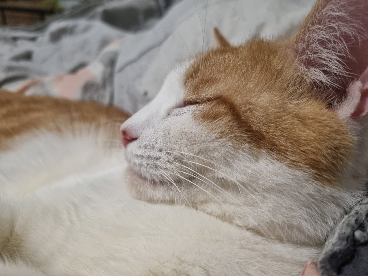 DivaRiju's tweet photo. Je dors sereine 😸 https://t.co/ZXi6AafzR0