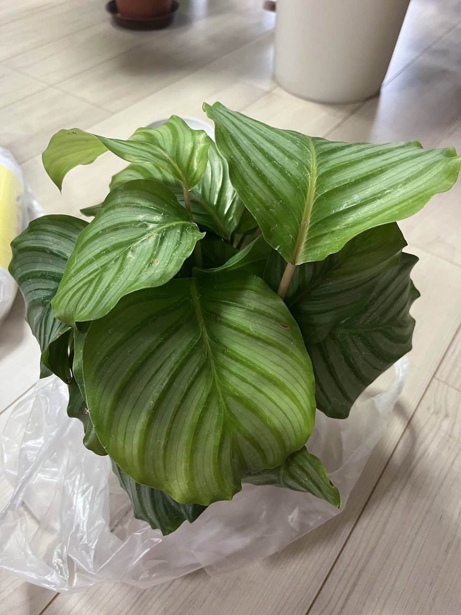 Takkyjiru's tweet photo. 休みだったが、親が暇そうにして���のでお出かけ。ついでに趣味のお買い物。
畑ぼら〜メイクガーデン〜宮﨑園芸〜ぎょれん丸〜ハンズマン
宮﨑園芸が特売日で、カラテア　オルビフォリアが340円😍
ウホッ❤️ https://t.co/frfmx06u7l