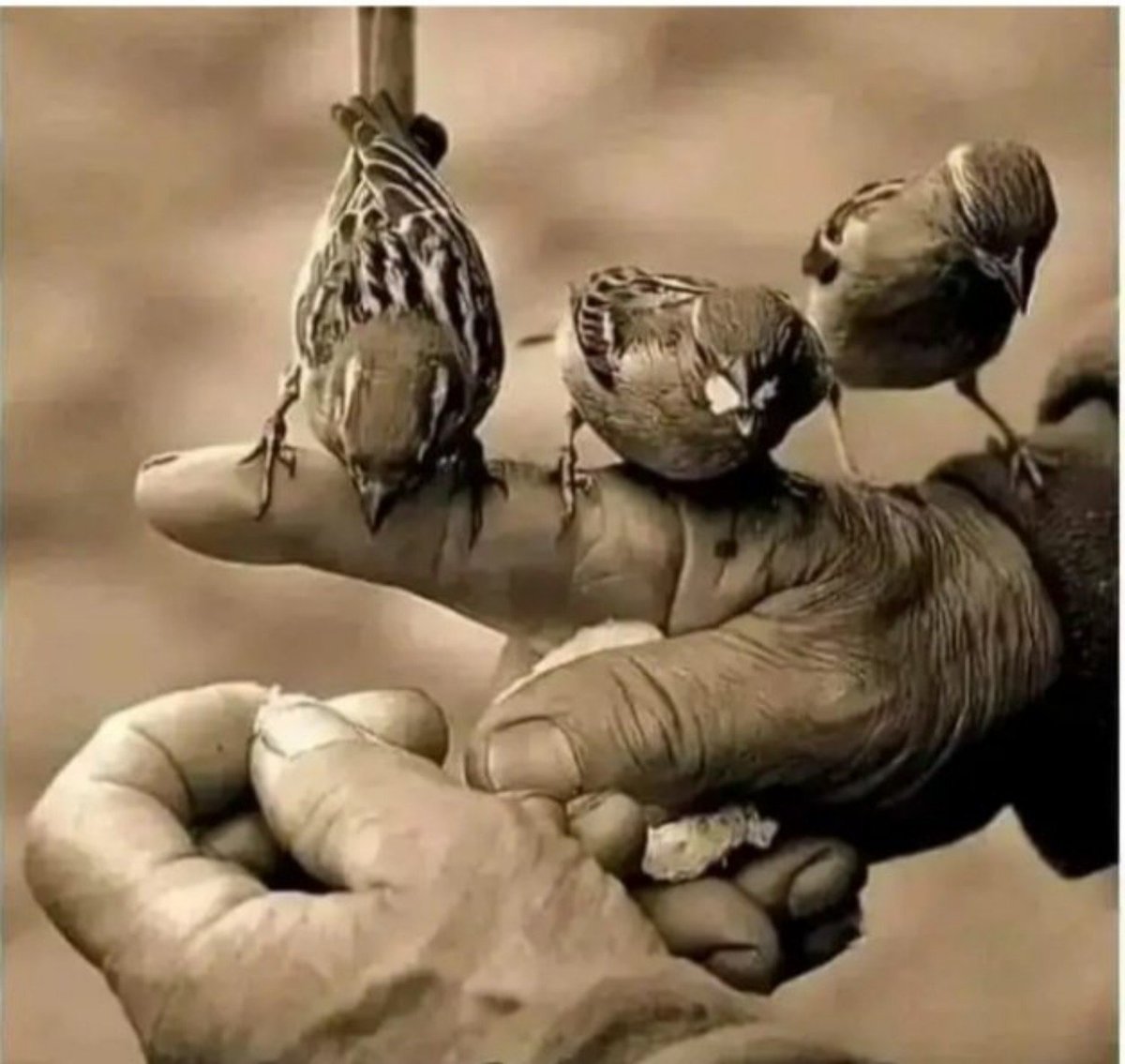 mohammed_shaad9's tweet photo. उड़ने की तमन्ना भी है, शाख़ों से निस्बत भी,
इंसान हो या परिंदा—दिल को घर चाहिए.!
🥀 https://t.co/3MguZED4cd