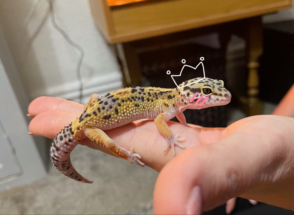 HiwanaCommunity's tweet photo. i showed u my lizord pls respond 🦎👑 https://t.co/FLh6vLf9QJ