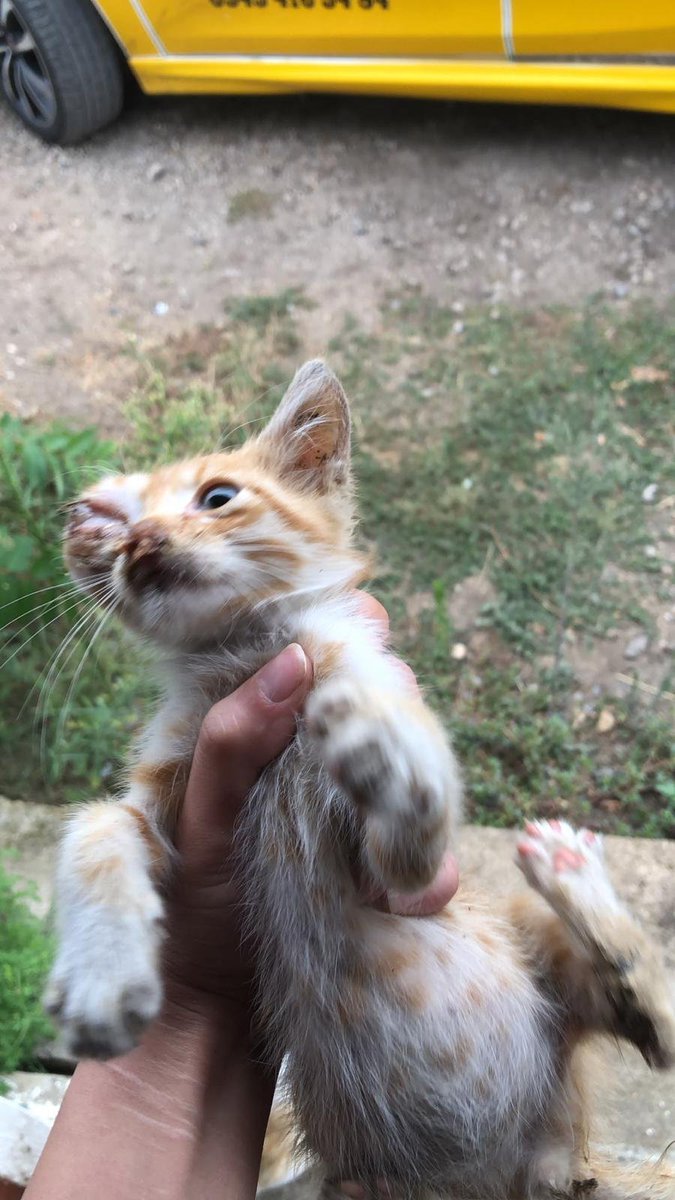 pino_naz's tweet photo. Köyde bulmuslar haberı geldı gıdıp alıcam veterınere goturucem https://t.co/EWC3typqNO