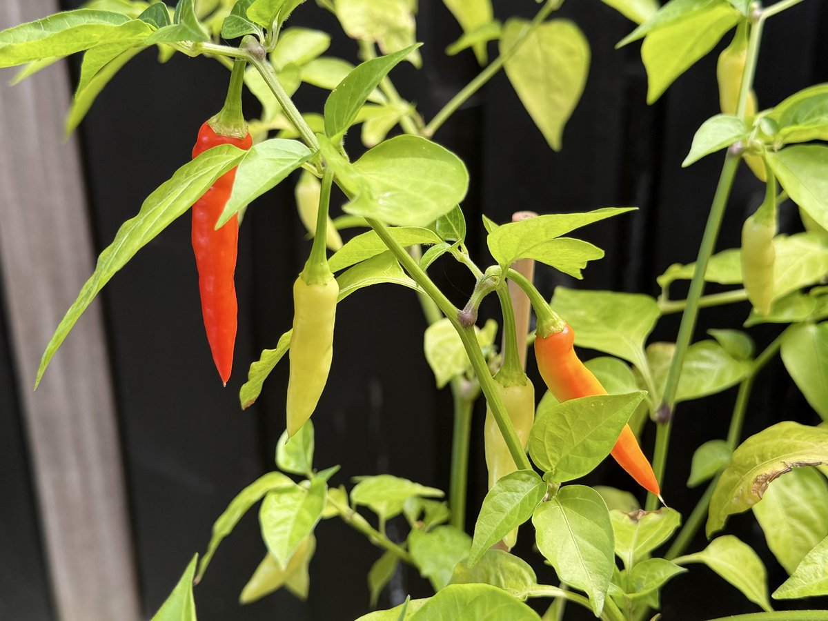 Capsiapp's tweet photo. My KS White Thai is transforming colors! https://t.co/r0a1LWkwER