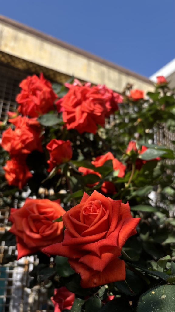 Udyanamm's tweet photo. "The orange rose speaks of fascination—the quiet electric hum of discovering someone you never want to look away from." https://t.co/xiZcjTH8xV