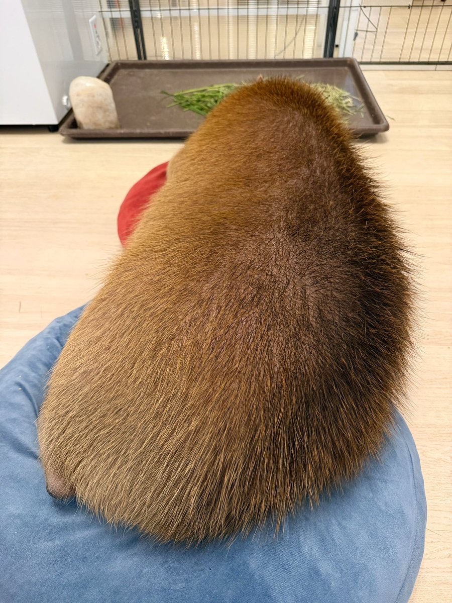 MARONPAPA7777's tweet photo. ▔▔▔▔▔▔▔▔▔▔▔
外から帰宅して昼寝

#マロンちゃん #ツイキャス #癒やしの女王 #マロン #マロン姫 #カピバラ #capybara #愛知カピバラ飼育養成所 https://t.co/tMvfyDoAhx